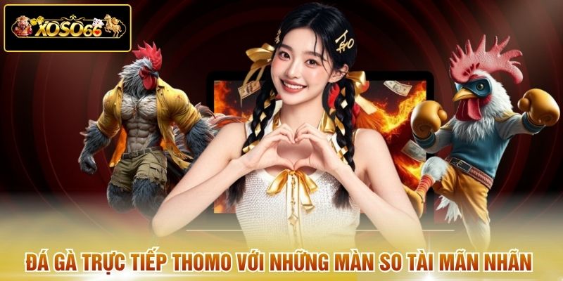 Đá gà trực tiếp Thomo với những màn so tài mãn nhãn